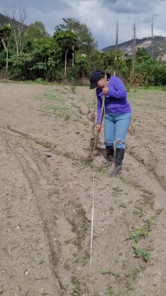 Frauen Bearbeiten Das Land Natur Wachstum Landwirtschaft Fruchtbarer Boden Video — Stockvideo
