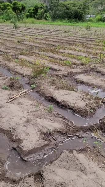 Donne Illing Land Natura Crescita Agricoltura Terreno Fertile Video Menu — Video Stock