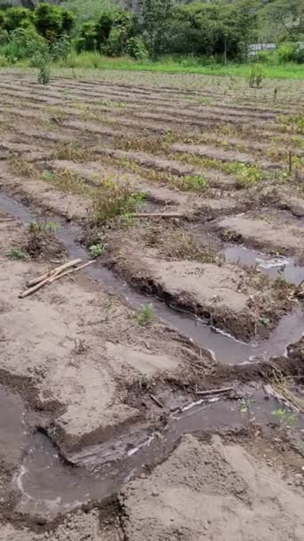 Nők Tilling Land Természet Növekedésben Mezőgazdaság Termékeny Talaj Videó — Stock videók