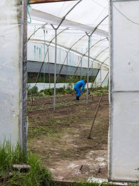 Ekinlere bakan ve bakımını yapan çiftçiler: Sağlıklı büyümeyi ve kırsal araziyi güvence altına alan çiftçiler