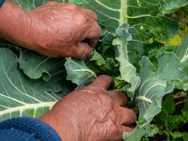 Ekinlere bakan ve bakımını yapan çiftçiler: Sağlıklı büyümeyi ve kırsal araziyi güvence altına alan çiftçiler