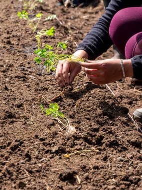 Yerel çiftçiler kırsal alanda tohum, toprak ve ekin ekimi hazırlıyorlar.