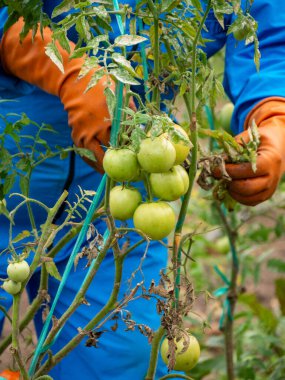 Farmers Tending and Maintaining Crops: Ensuring Healthy Growth, rural landscape clipart