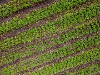 Ekinlere bakan ve bakımını yapan çiftçiler: Sağlıklı büyümeyi ve kırsal araziyi güvence altına alan çiftçiler
