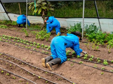 Ekinlere bakan ve bakımını yapan çiftçiler: Sağlıklı büyümeyi ve kırsal araziyi güvence altına alan çiftçiler