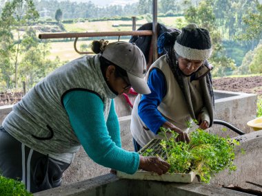 Yerel çiftçiler kırsal alanda tohum, toprak ve ekin ekimi hazırlıyorlar.