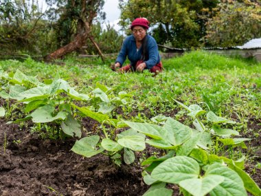 Ekinlere bakan ve bakımını yapan çiftçiler: Sağlıklı büyümeyi ve kırsal araziyi güvence altına alan çiftçiler