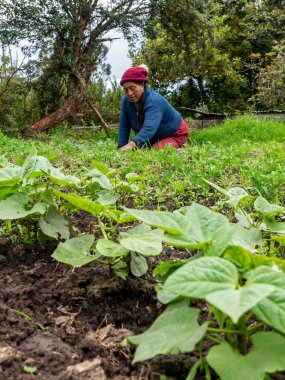 Ekinlere bakan ve bakımını yapan çiftçiler: Sağlıklı büyümeyi ve kırsal araziyi güvence altına alan çiftçiler
