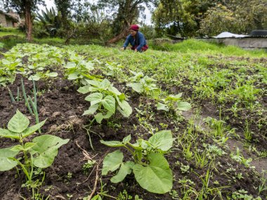 Ekinlere bakan ve bakımını yapan çiftçiler: Sağlıklı büyümeyi ve kırsal araziyi güvence altına alan çiftçiler