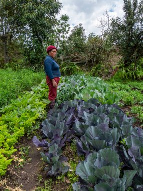 Ekinlere bakan ve bakımını yapan çiftçiler: Sağlıklı büyümeyi ve kırsal araziyi güvence altına alan çiftçiler