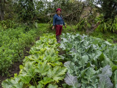 Ekinlere bakan ve bakımını yapan çiftçiler: Sağlıklı büyümeyi ve kırsal araziyi güvence altına alan çiftçiler