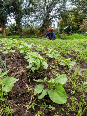 Ekinlere bakan ve bakımını yapan çiftçiler: Sağlıklı büyümeyi ve kırsal araziyi güvence altına alan çiftçiler