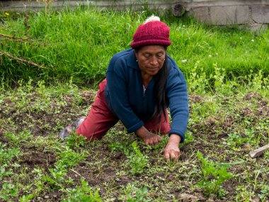 Ekinlere bakan ve bakımını yapan çiftçiler: Sağlıklı büyümeyi ve kırsal araziyi güvence altına alan çiftçiler