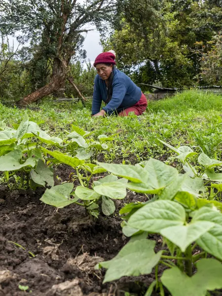 Ekinlere bakan ve bakımını yapan çiftçiler: Sağlıklı büyümeyi ve kırsal araziyi güvence altına alan çiftçiler