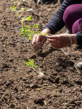 Yerel çiftçiler kırsal alanda tohum, toprak ve ekin ekimi hazırlıyorlar.