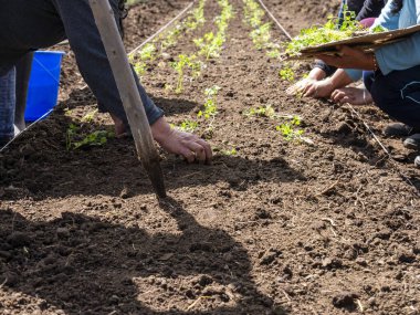 Yerel çiftçiler kırsal alanda tohum, toprak ve ekin ekimi hazırlıyorlar.