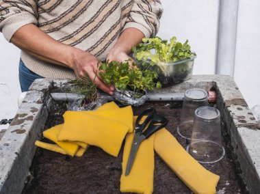 Kontrollü büyüyen bir ortamda akuaponik tohum sepetleri toplayan kadın eller.