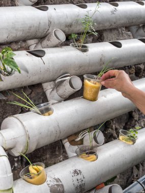 Kontrollü büyüyen bir ortamda akuaponik tohum sepetleri toplayan kadın eller.