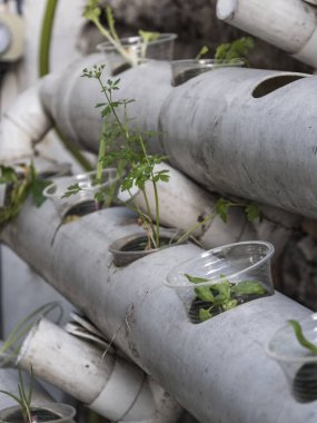 Hidrofonik tohum sepetleri kontrollü bir ortama ekilmeye hazır, akuaponik.