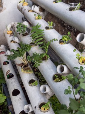 Hidrofonik tohum sepetleri kontrollü bir ortama ekilmeye hazır, akuaponik.