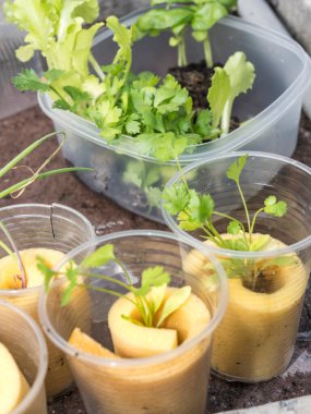 Hidrofonik tohum sepetleri kontrollü bir ortama ekilmeye hazır, akuaponik.