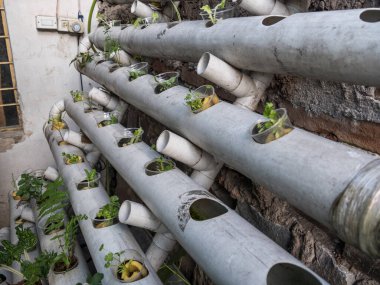 Hidrofonik tohum sepetleri kontrollü bir ortama ekilmeye hazır, akuaponik.