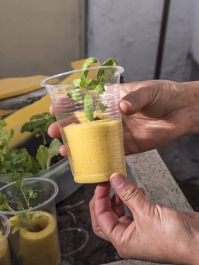 Kontrollü büyüyen bir ortamda akuaponik tohum sepetleri toplayan kadın eller.