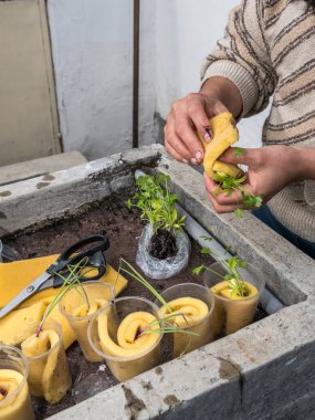Kontrollü büyüyen bir ortamda akuaponik tohum sepetleri toplayan kadın eller.
