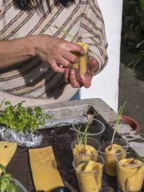 Kontrollü büyüyen bir ortamda akuaponik tohum sepetleri toplayan kadın eller.