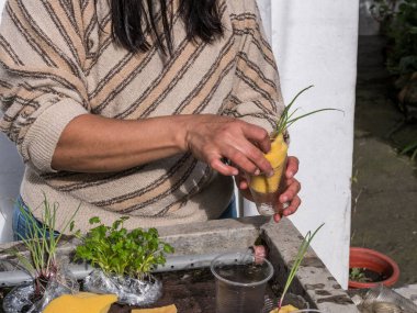 Kontrollü büyüyen bir ortamda akuaponik tohum sepetleri toplayan kadın eller.