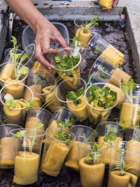 Kontrollü büyüyen bir ortamda akuaponik tohum sepetleri toplayan kadın eller.