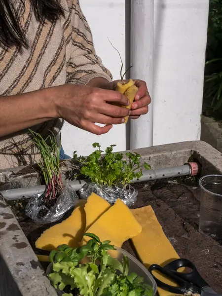Kontrollü büyüyen bir ortamda akuaponik tohum sepetleri toplayan kadın eller.