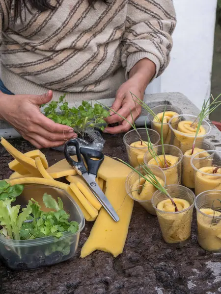 Kontrollü büyüyen bir ortamda akuaponik tohum sepetleri toplayan kadın eller.