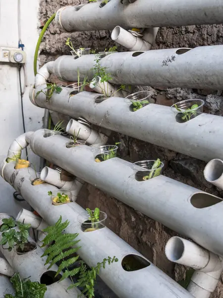 Hidrofonik tohum sepetleri kontrollü bir ortama ekilmeye hazır, akuaponik.