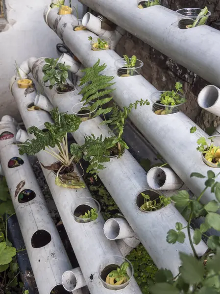 Hidrofonik tohum sepetleri kontrollü bir ortama ekilmeye hazır, akuaponik.