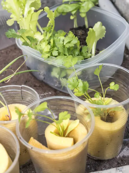 Hidrofonik tohum sepetleri kontrollü bir ortama ekilmeye hazır, akuaponik.