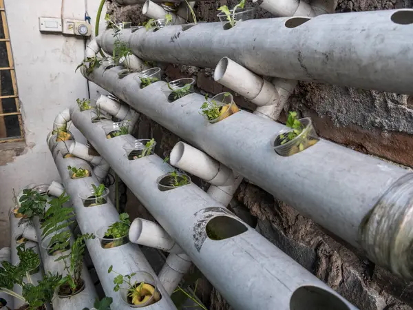Hidrofonik tohum sepetleri kontrollü bir ortama ekilmeye hazır, akuaponik.