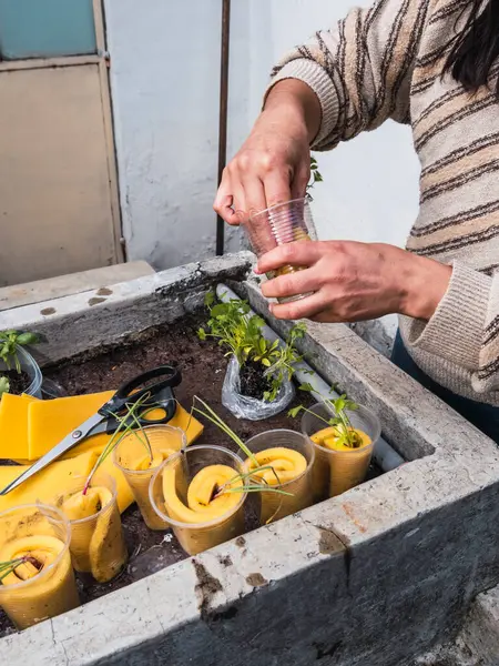 Kontrollü büyüyen bir ortamda akuaponik tohum sepetleri toplayan kadın eller.
