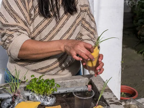 Kontrollü büyüyen bir ortamda akuaponik tohum sepetleri toplayan kadın eller.