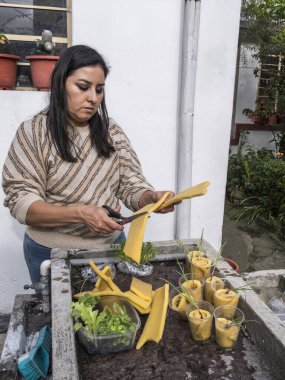 Kontrollü büyüyen bir ortamda akuaponik tohum sepetleri toplayan kadın eller.