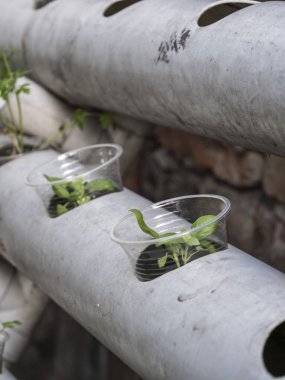 Hidrofonik tohum sepetleri kontrollü bir ortama ekilmeye hazır, akuaponik.