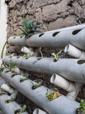 Hidrofonik tohum sepetleri kontrollü bir ortama ekilmeye hazır, akuaponik.