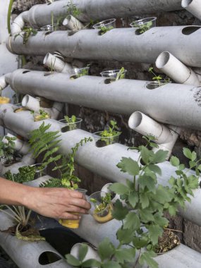 Kontrollü büyüyen bir ortamda akuaponik tohum sepetleri toplayan kadın eller.