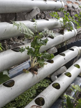 Hidrofonik tohum sepetleri kontrollü bir ortama ekilmeye hazır, akuaponik.