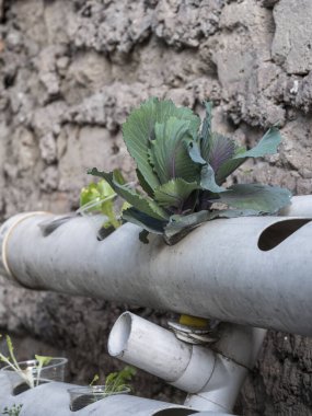 Hidrofonik tohum sepetleri kontrollü bir ortama ekilmeye hazır, akuaponik.