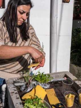 Kontrollü büyüyen bir ortamda akuaponik tohum sepetleri toplayan kadın eller.