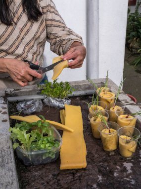 Kontrollü büyüyen bir ortamda akuaponik tohum sepetleri toplayan kadın eller.