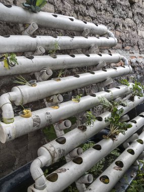 Hidrofonik tohum sepetleri kontrollü bir ortama ekilmeye hazır, akuaponik.