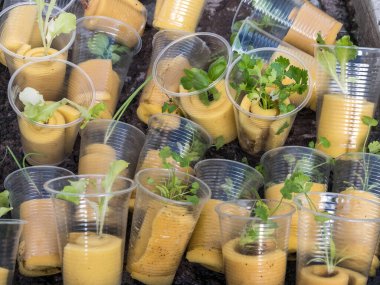 Hidrofonik tohum sepetleri kontrollü bir ortama ekilmeye hazır, akuaponik.