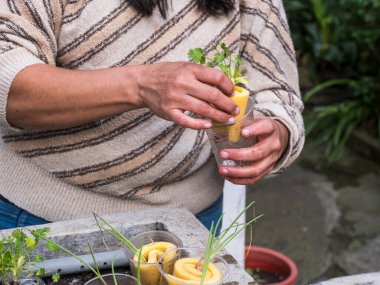 Kontrollü büyüyen bir ortamda akuaponik tohum sepetleri toplayan kadın eller.